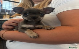 Chihuahua dogs for sale: Tiny cute chihuahua puppies  - Image 6