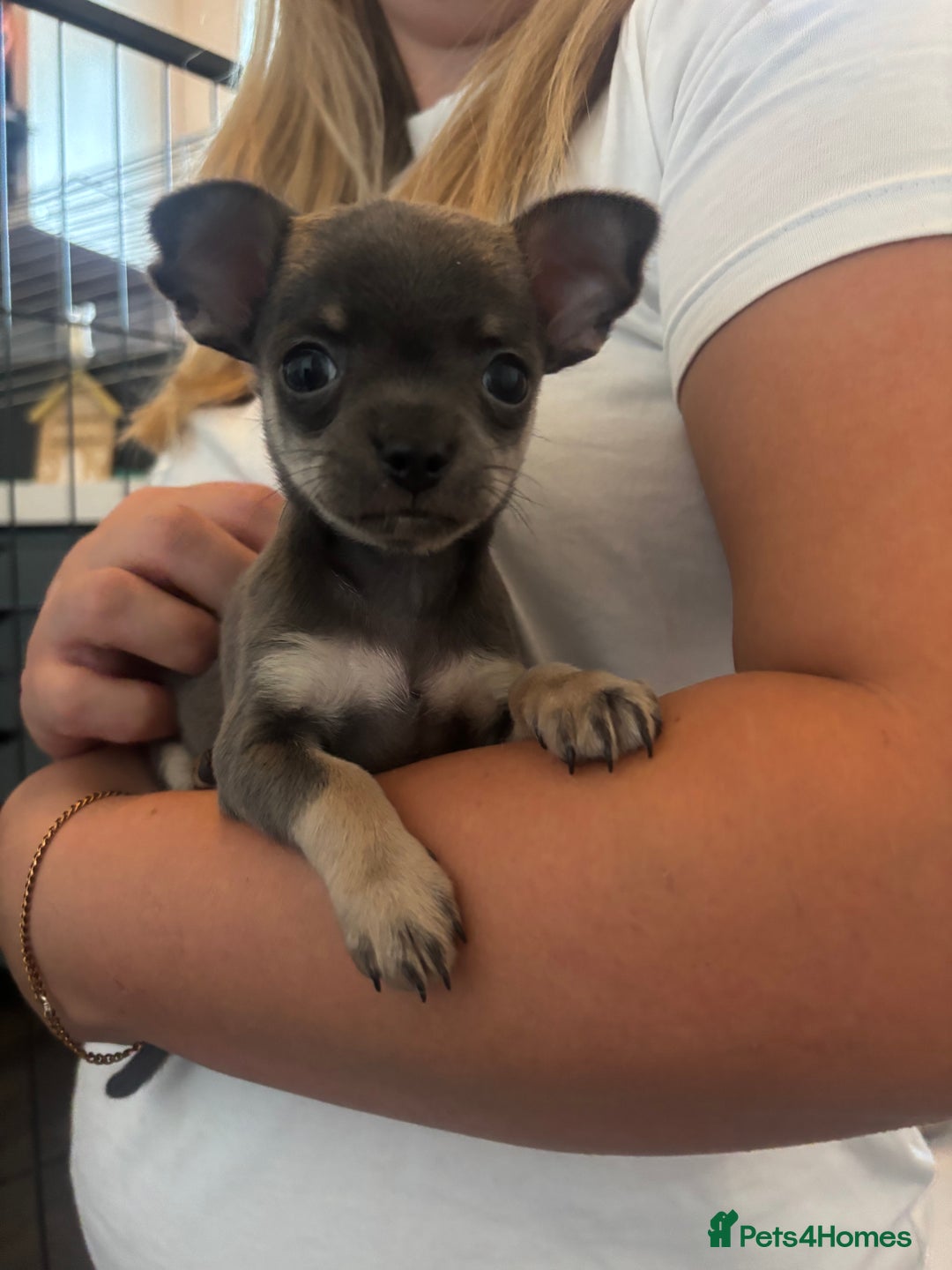 Chihuahua dogs for sale: Tiny cute chihuahua puppies  - Image 6