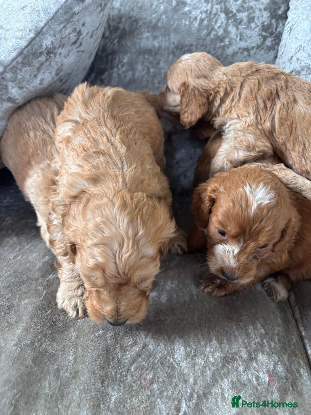 Cockapoo dogs for sale: Gorgeous babies 🥰 - Image 10
