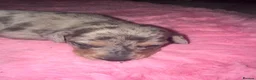 Miniature Dachshund dogs for sale: Gorgeous mini dachshund pups  - Advert 23
