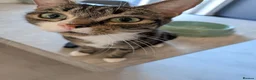 Mixed Breed cats for sale: 2 Cats For New Home - Advert 1