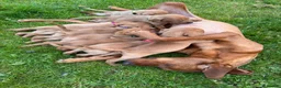 Mixed Breed dogs for sale: Fox Red Labrador Puppies for sale  in Bungay - Advert 4