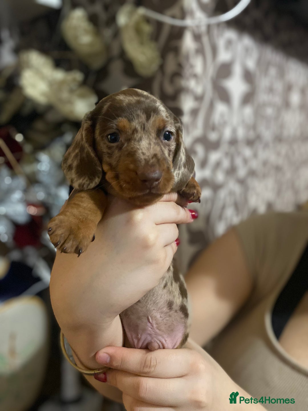 Dachshund dogs for sale: Gorgeous Dachshunds available  - Advert 6