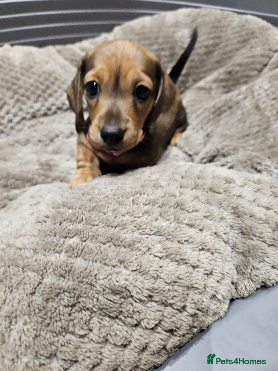 Miniature Dachshund dogs for sale: Miniature shaded cream dachshunds  - Advert 6
