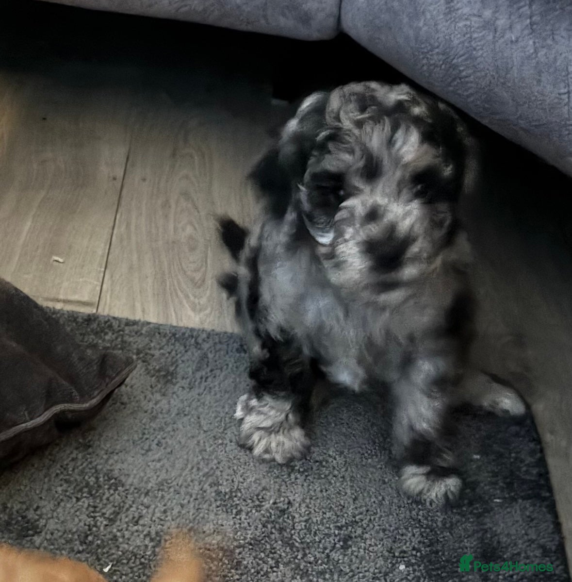 Cavapoo dogs Beautiful Cavapoo Puppy - Advert 11