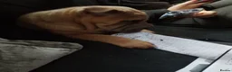 Shar Pei dogs for sale: Sharpei - Advert 2