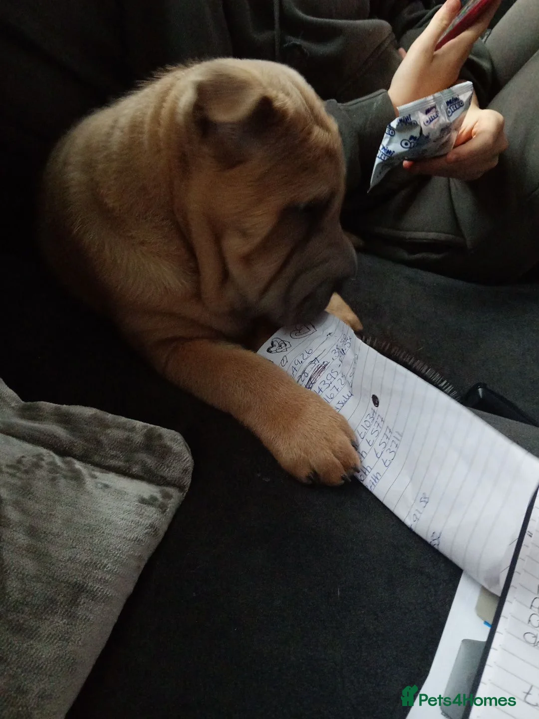 Shar Pei dogs for sale: Sharpei - Advert 2