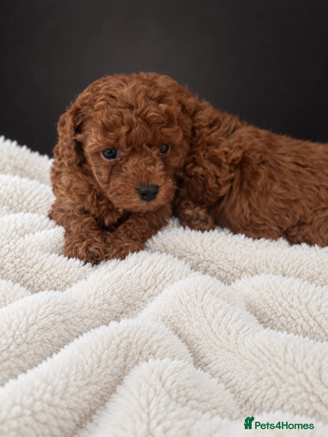Toy Poodle dogs for sale: Red Toy Poodle 🐩  - Advert 11