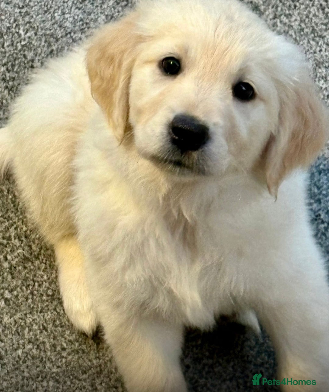 Golden Retriever dogs for sale: Golden Retrievers, Stunning Litter , Certificates  - Advert 26