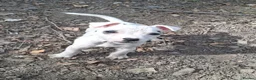 Jack Russell dogs for sale: Fully vaccinated JRT male puppy - Advert 11