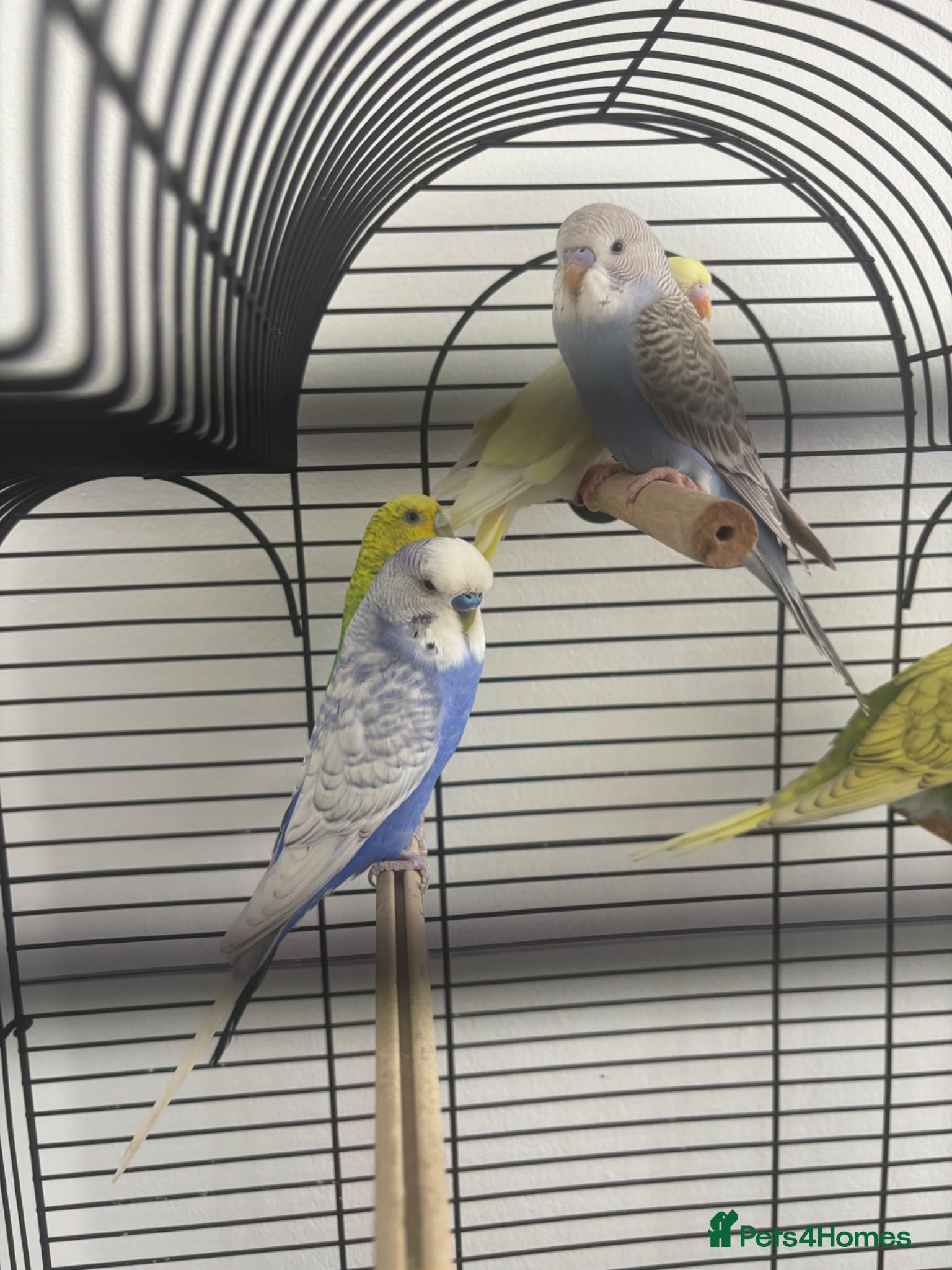 Budgerigars birds for sale: Budgerigar - Advert 3