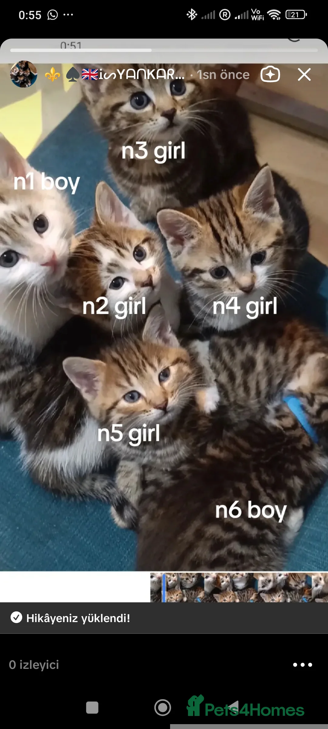 Toybob cats for sale: cat kittin  - Advert 20