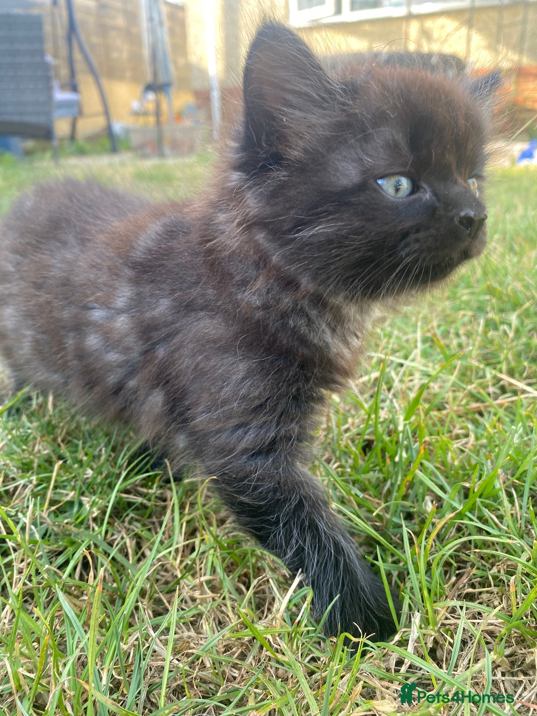 Mixed Breed cats for sale: Mainecoon and british shorthair mix  - Image 5
