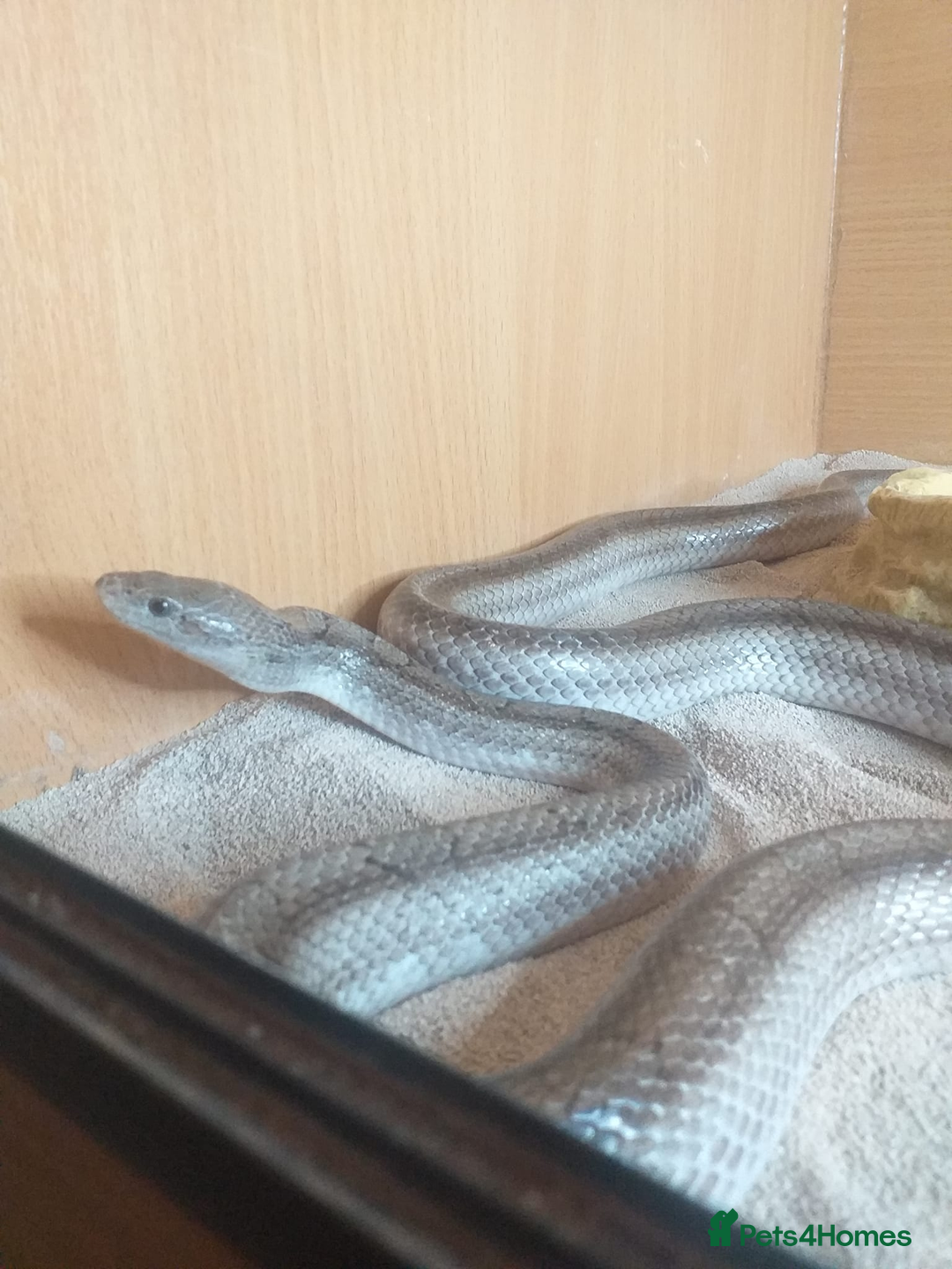 Corn Snake reptiles for sale: Friendly Adult Male Corn Snake - Full Setup Inc - Advert 1