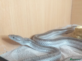 Corn Snake reptiles Friendly Adult Male Corn Snake - Full Setup Inc - Advert 4