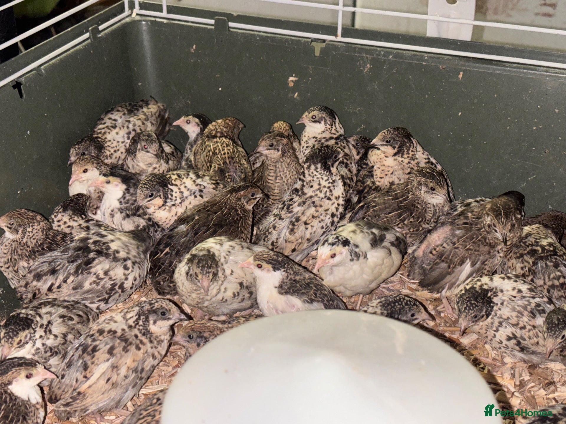 Quail poultry Sexed Chinese Painted Button Quail  - Advert 16