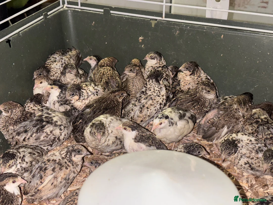 Quail poultry for sale: Sexed Chinese Painted Button Quail  - Advert 1