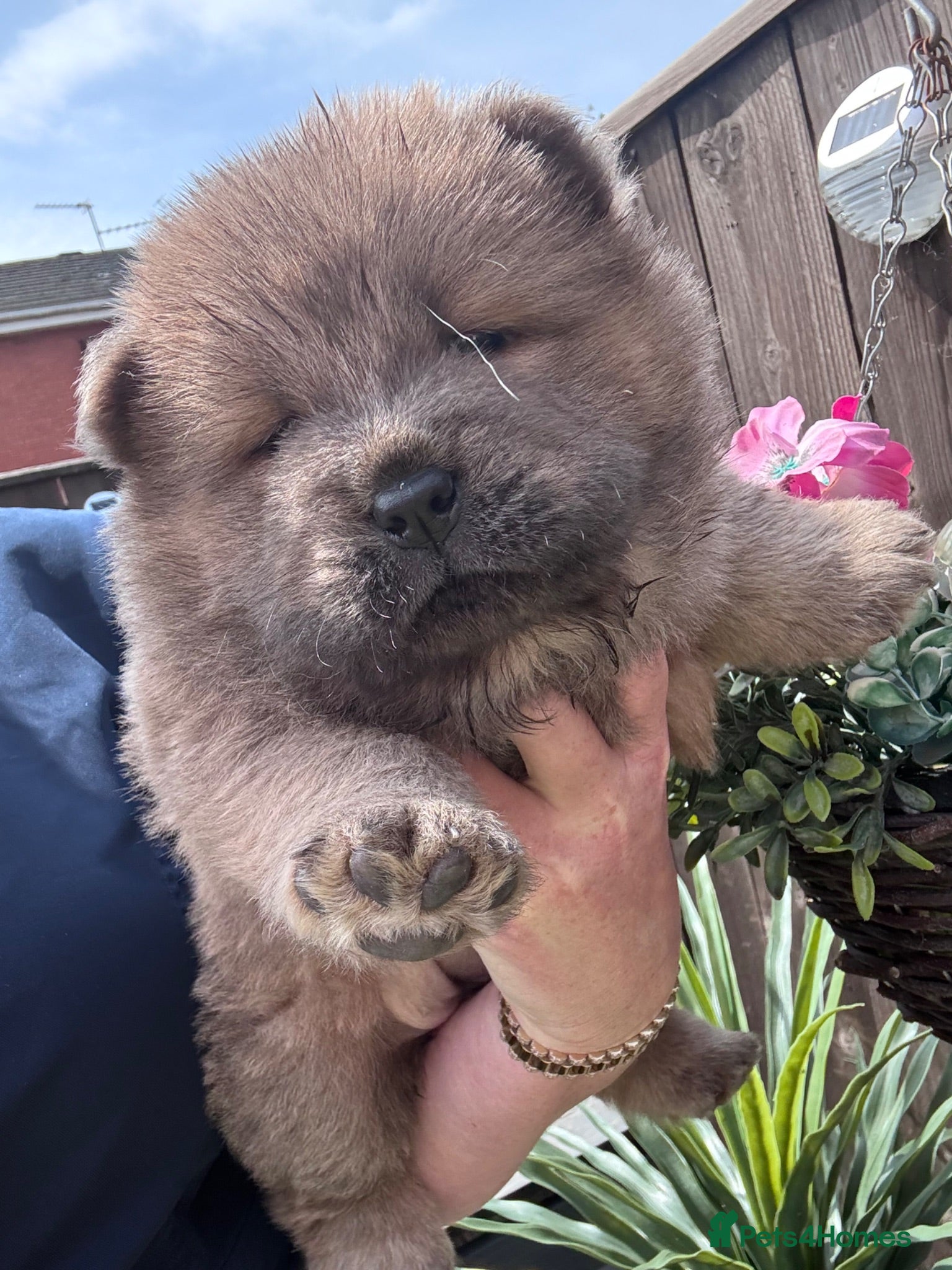 Chow Chow dogs Chow chow puppies - Advert 2