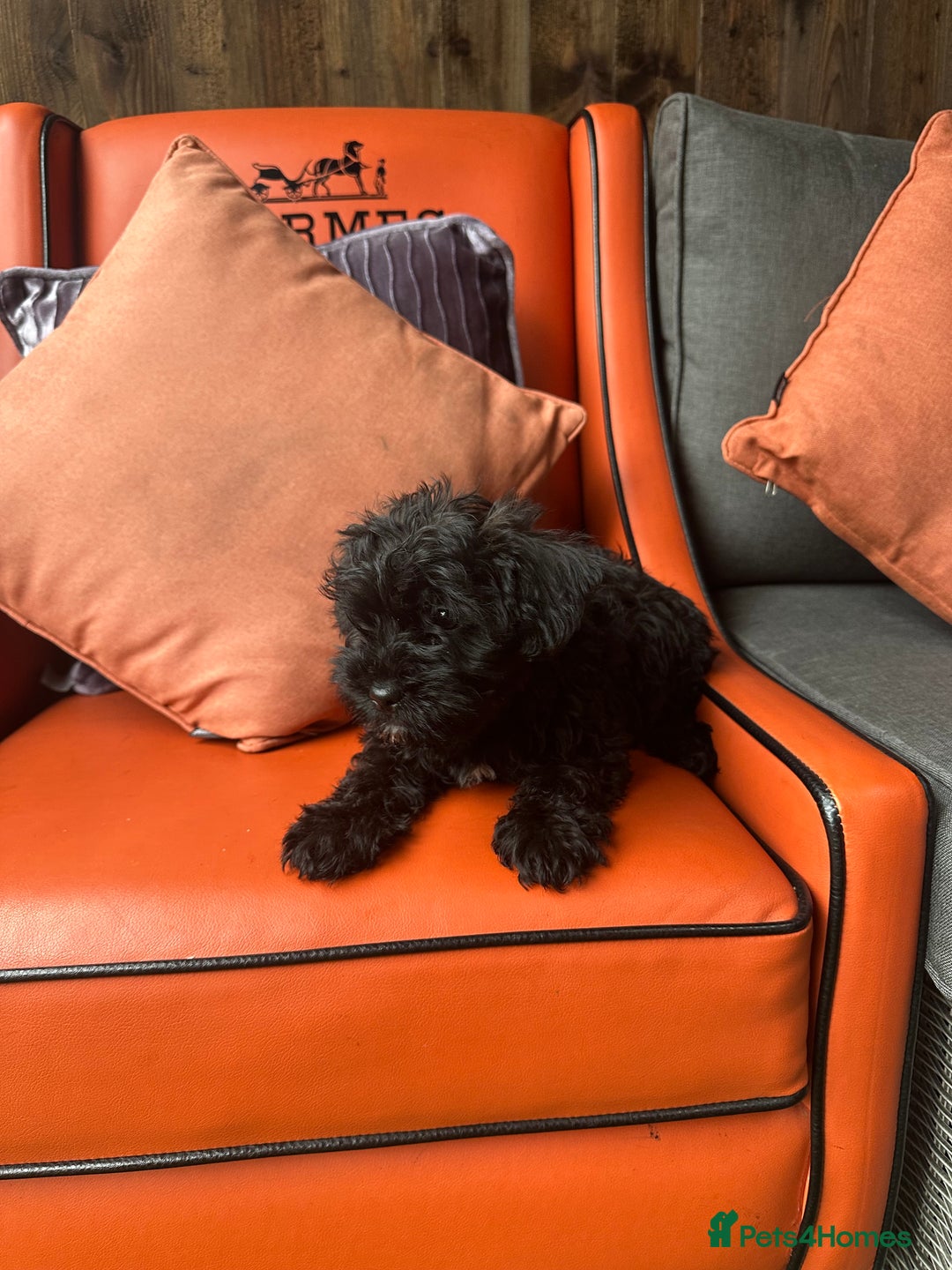 Yorkiepoo dogs for sale: Yorkiepoo Puppys - Advert 5