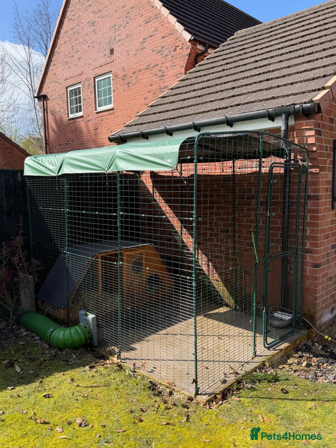 English Lop rabbits for sale: 3 Lops Free to Good Home in Doncaster - Advert 8