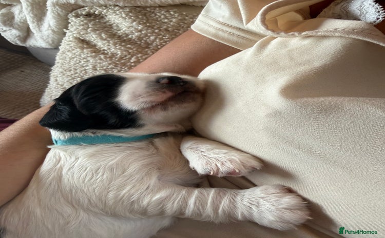 Sprocker dogs - Advert 3