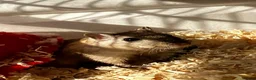 Gerbil rodents for sale: 2 female gerbils  in Sheffield - Advert 5