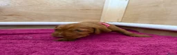 Hungarian Vizsla dogs for sale: Wirehaired Hungarian Vizsla - Advert 19