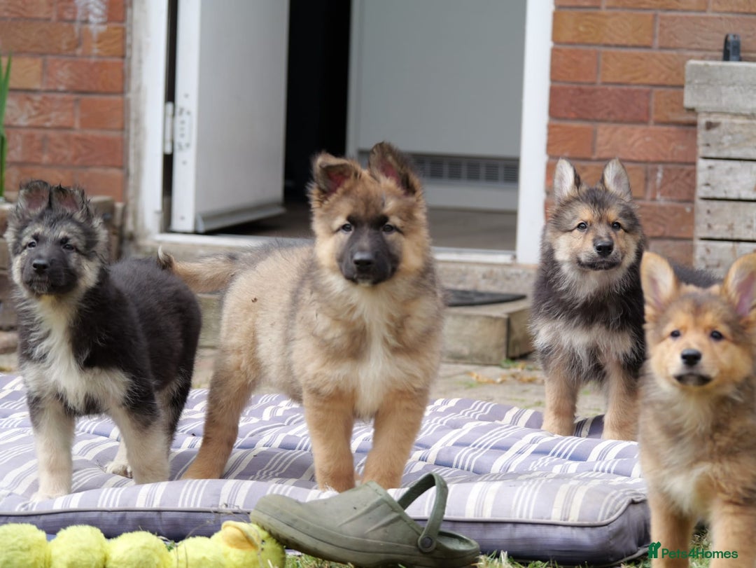 Mixed Breed dogs for sale: Shollies  in Rochdale - Image 1