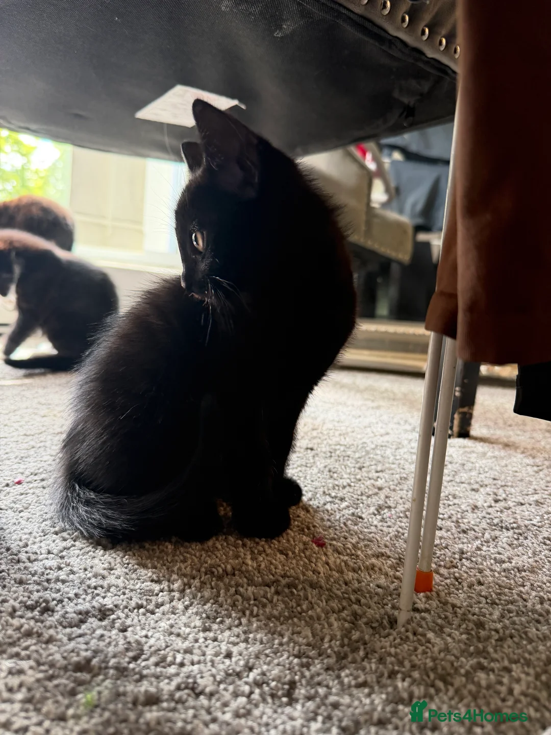 British Shorthair cats for sale: 4 short hair kittens. - Advert 11