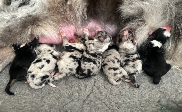Australian Shepherd dogs - Advert 12
