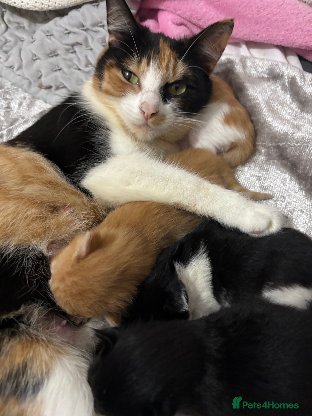 Maine Coon cats for sale: Maine coon mix kittens  - Image 6