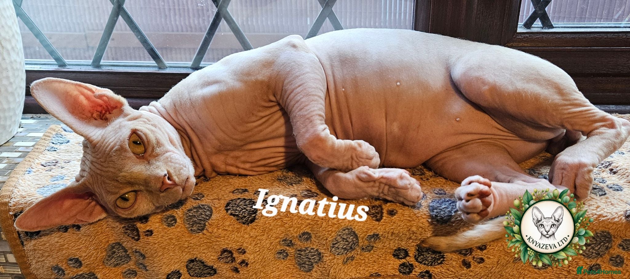 Sphynx cats  Adult two Male Sphynx Cats – Pets Only - Advert 1