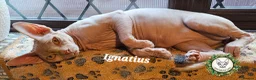 Sphynx cats for sale:  Adult two Male Sphynx Cats – Pets Only - Advert 5