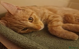 British Shorthair cats for sale: Gorgeous kittens for sale  - Advert 1