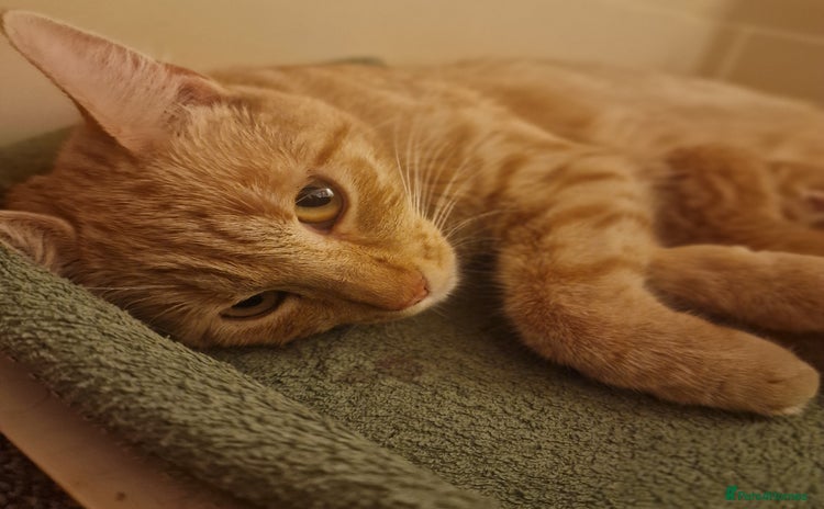 British Shorthair cats Gorgeous kittens for sale  - Advert 2