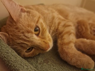 British Shorthair cats Gorgeous kittens for sale - Advert 1