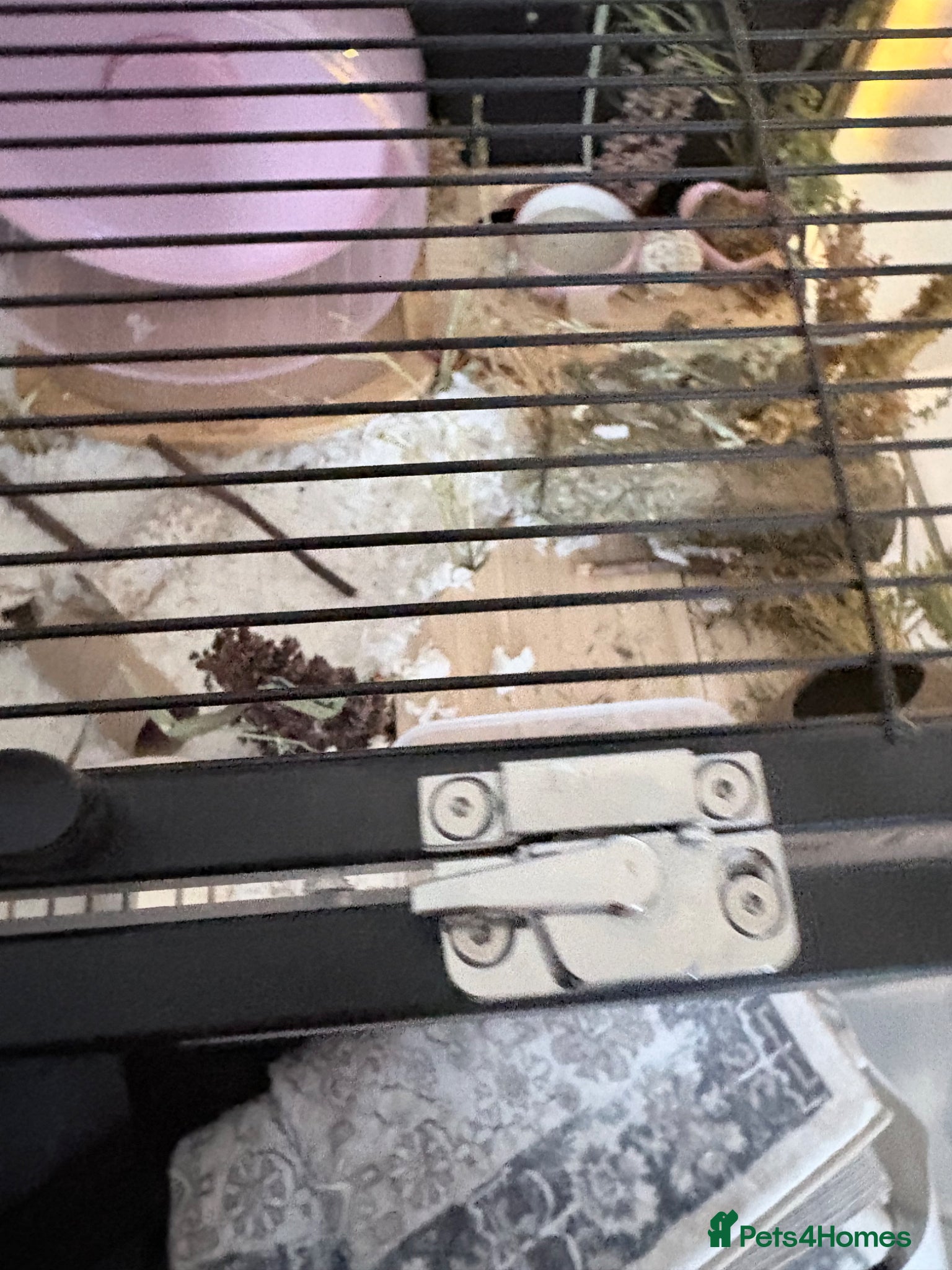 Hamster rodents for sale: Syrian hamster cage and all accessories included  - Advert 6