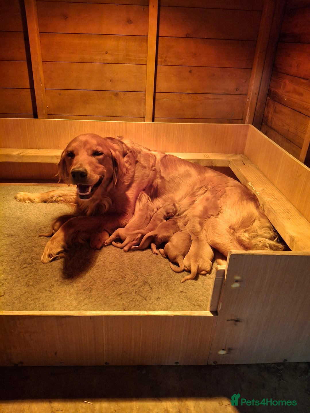 Golden Retriever dogs for sale: Working golden retriever puppies  - Image 6