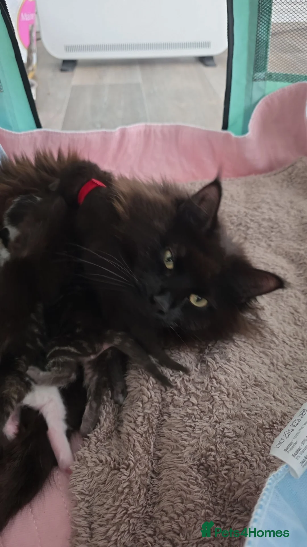 Maine Coon cats for sale: 2 kittens looking for a home - Advert 6