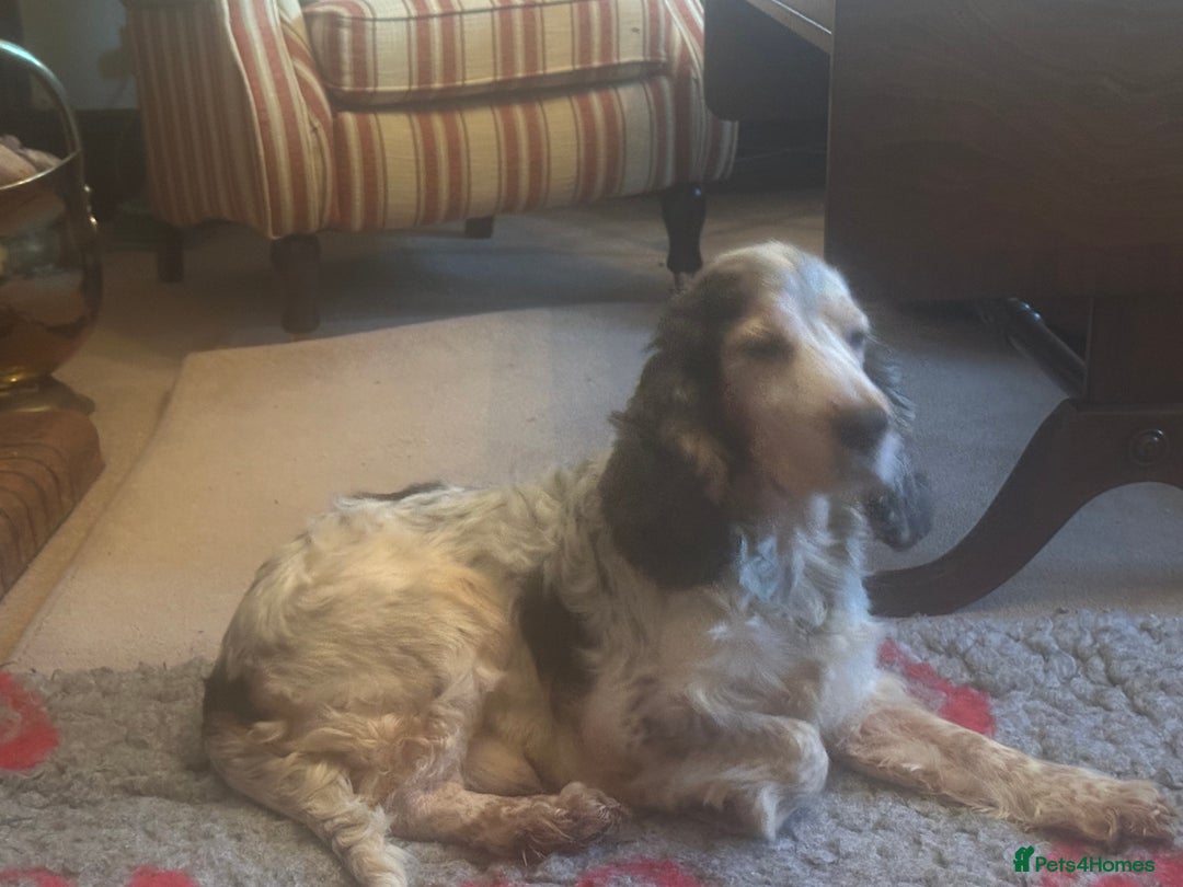 Cocker Spaniel dogs for stud: KC registered DNA tested Show Cocker in Alston - Advert 4