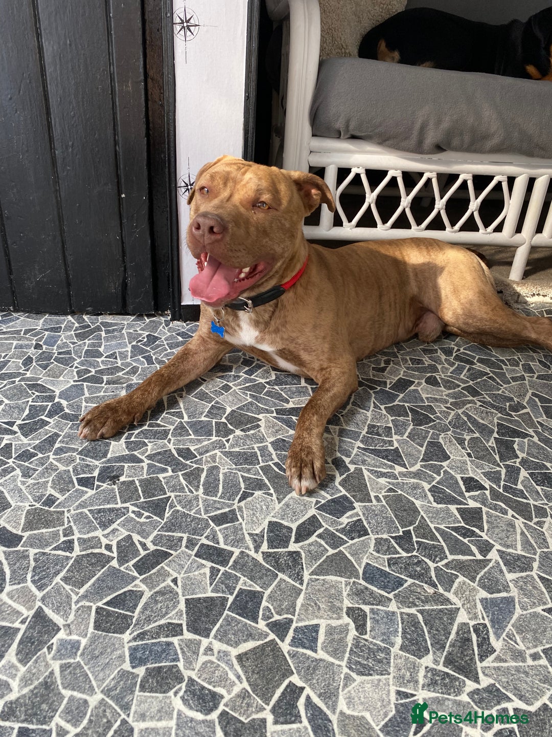 Mixed Breed dogs for sale: Rottweiler  ** taffy puppies - Image 10