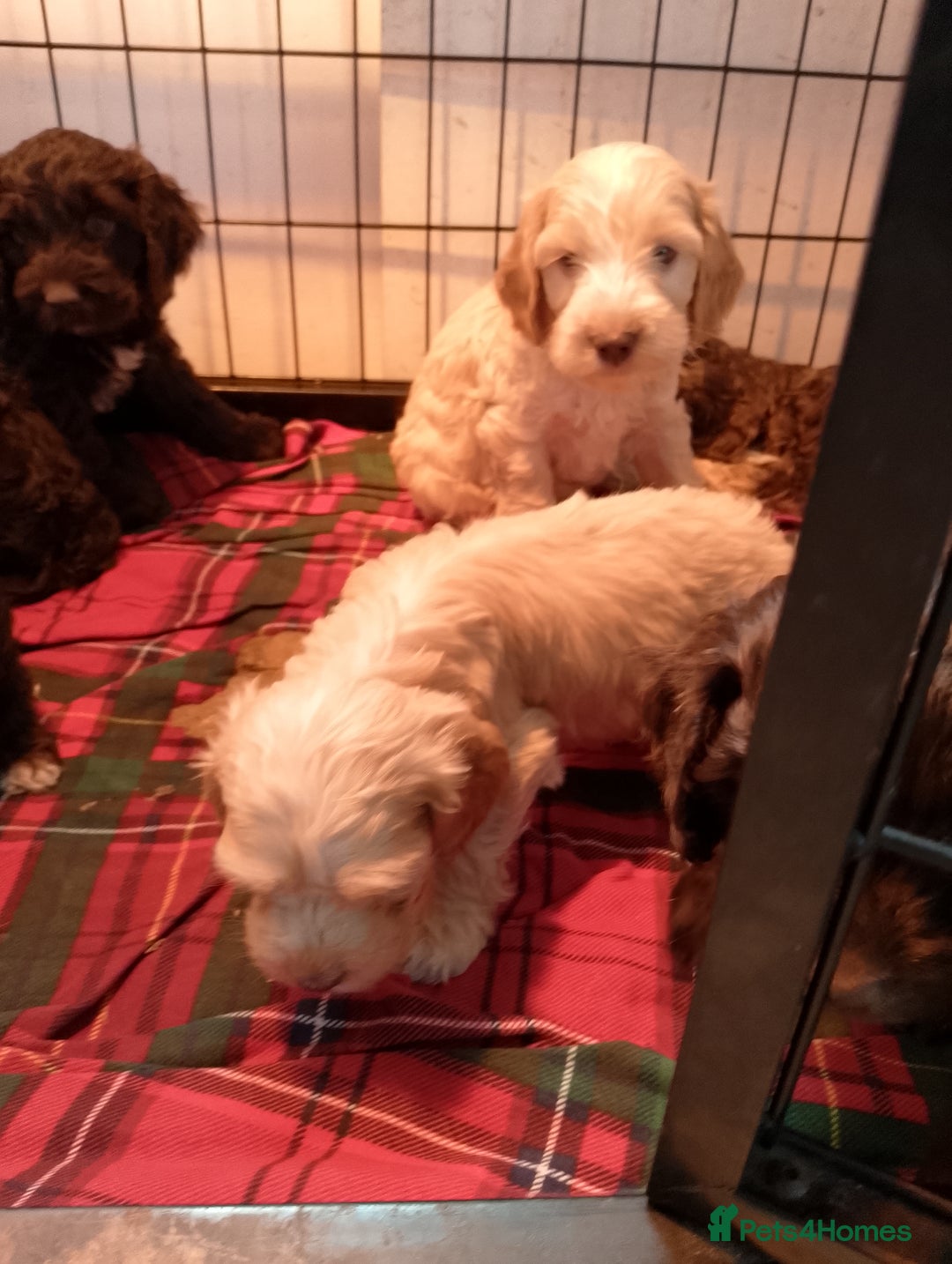 Cockapoo dogs for sale: F1 Chocolate Choc/Tan and Gold Cockapoo Puppies - Image 9