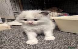 Ragdoll cats for sale: ragdoll kittens (only 1 boy left main picture) - Image 27