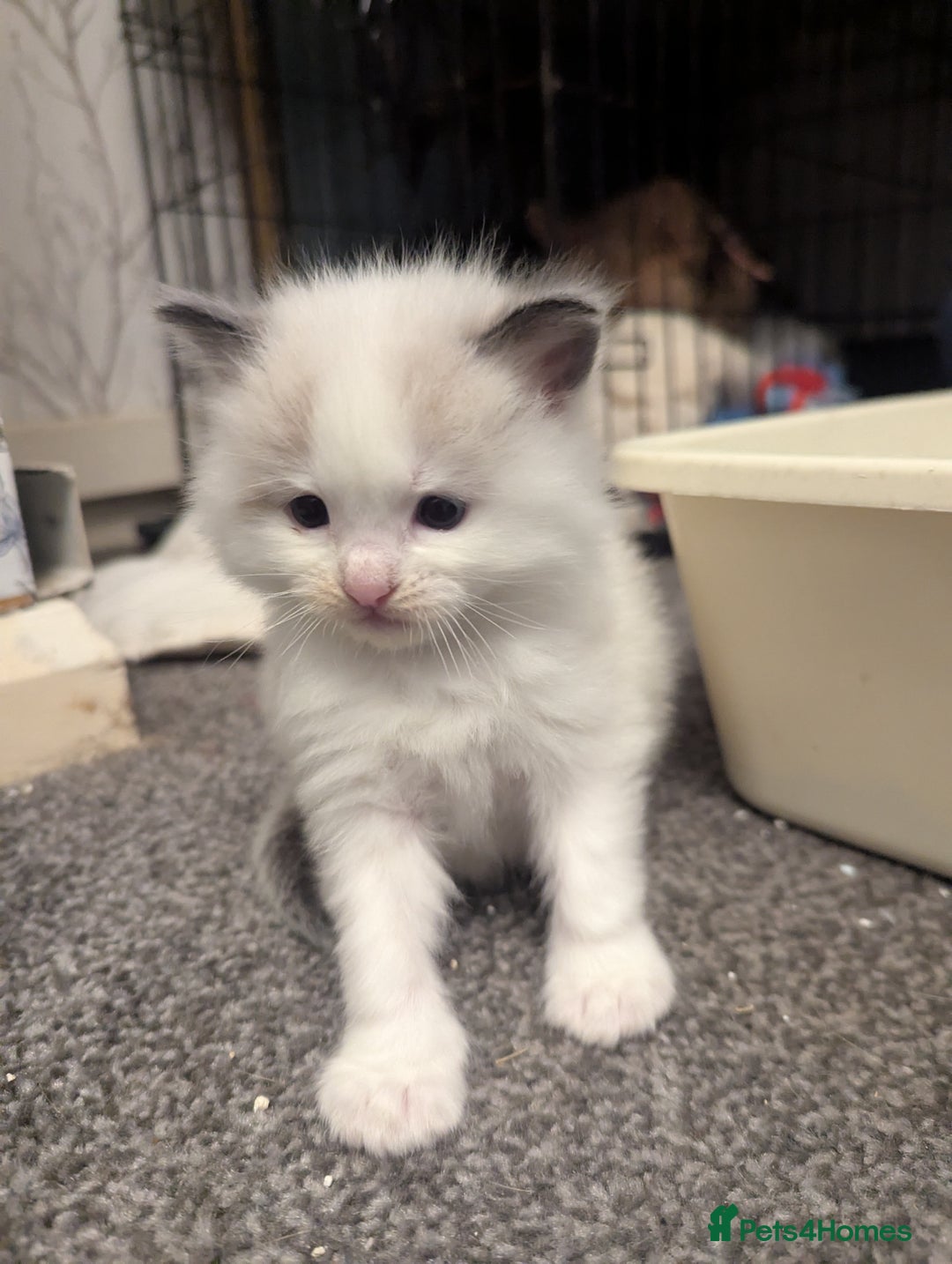 Ragdoll cats for sale: ragdoll kittens (only 1 boy left main picture) - Image 27