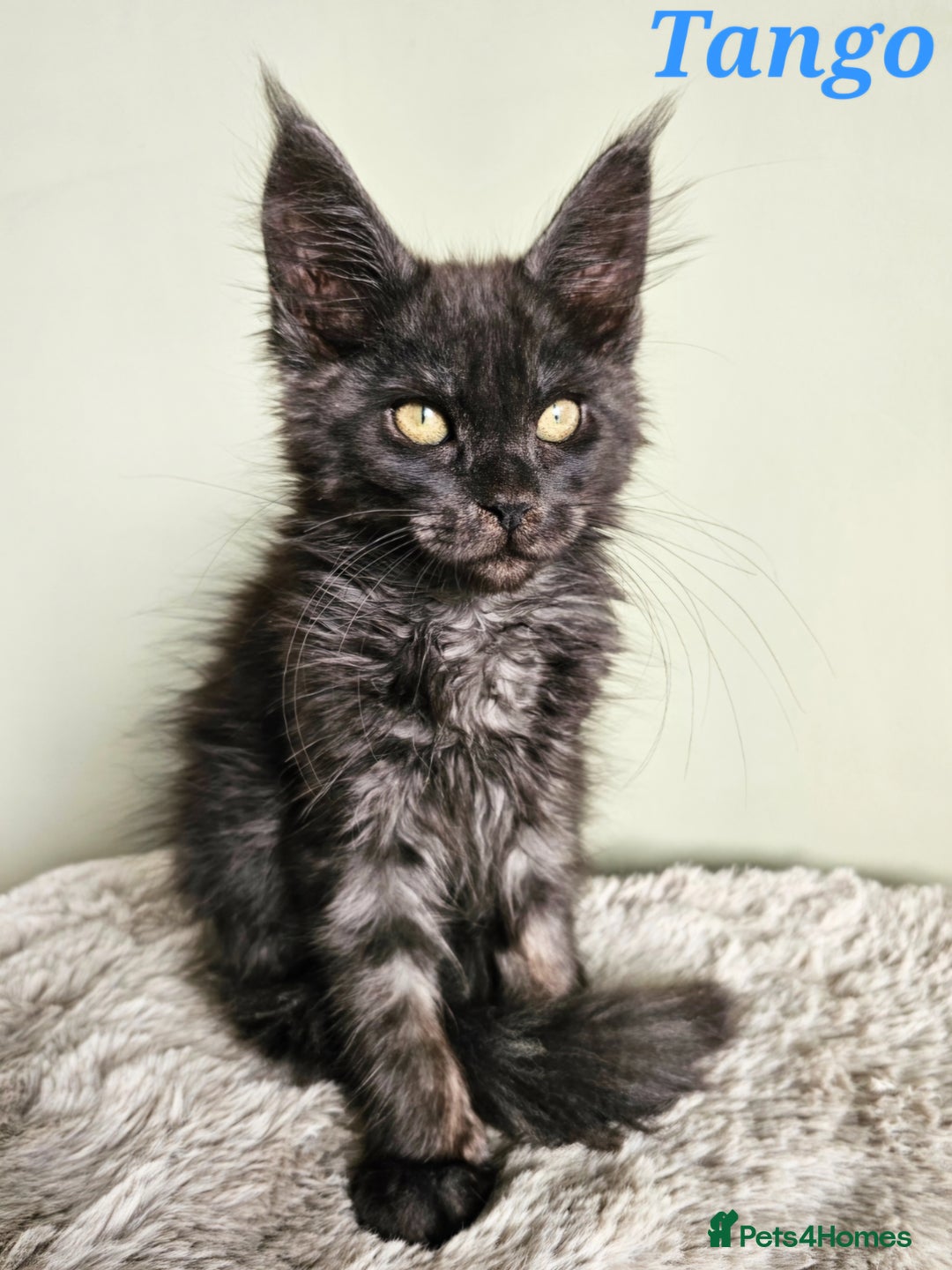 Maine Coon cats for sale: Maine Coon kittens looking for loving homes - Advert 3