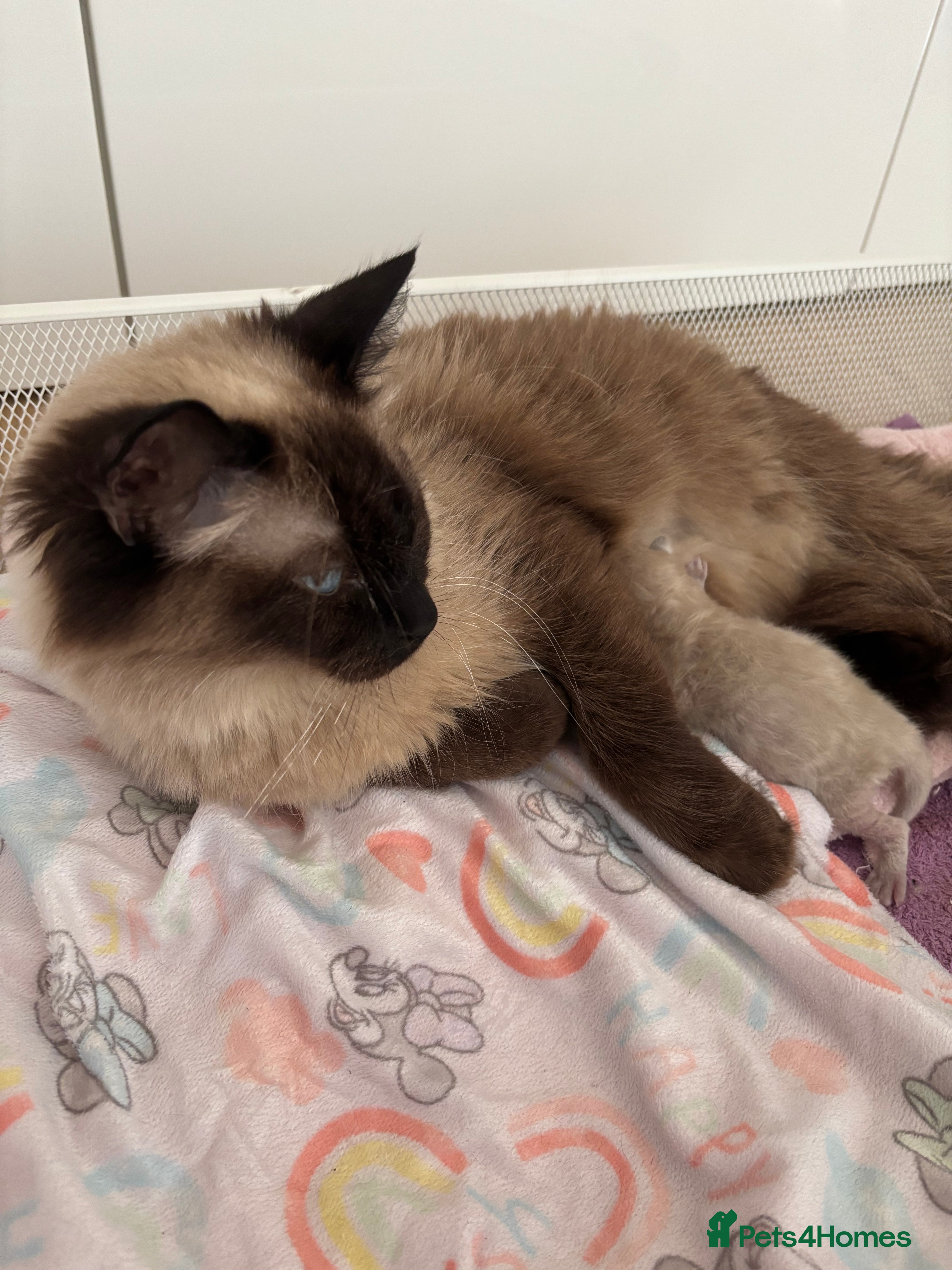 Ragdoll cats Blue point Ragdoll kitten🐱🌸🩷 - Advert 16