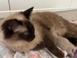 Ragdoll cats Blue point Ragdoll kitten🐱🌸🩷 - Advert 16