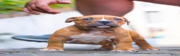 American Bully dogs for sale: American Pocket Bully’s  - Advert 32