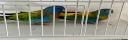 Parakeets birds for sale: Proven pair of Turquoise Grass Parakeet - Advert 1