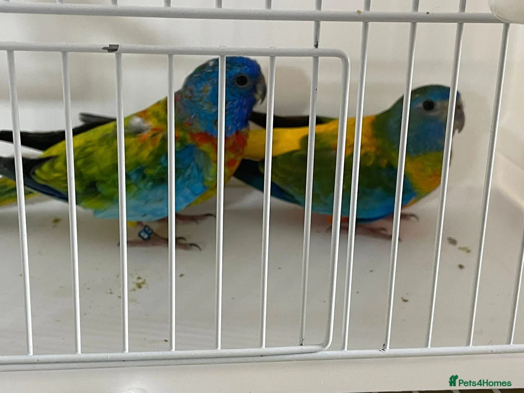 Parakeets birds for sale: Proven pair of Turquoise Grass Parakeet - Advert 1